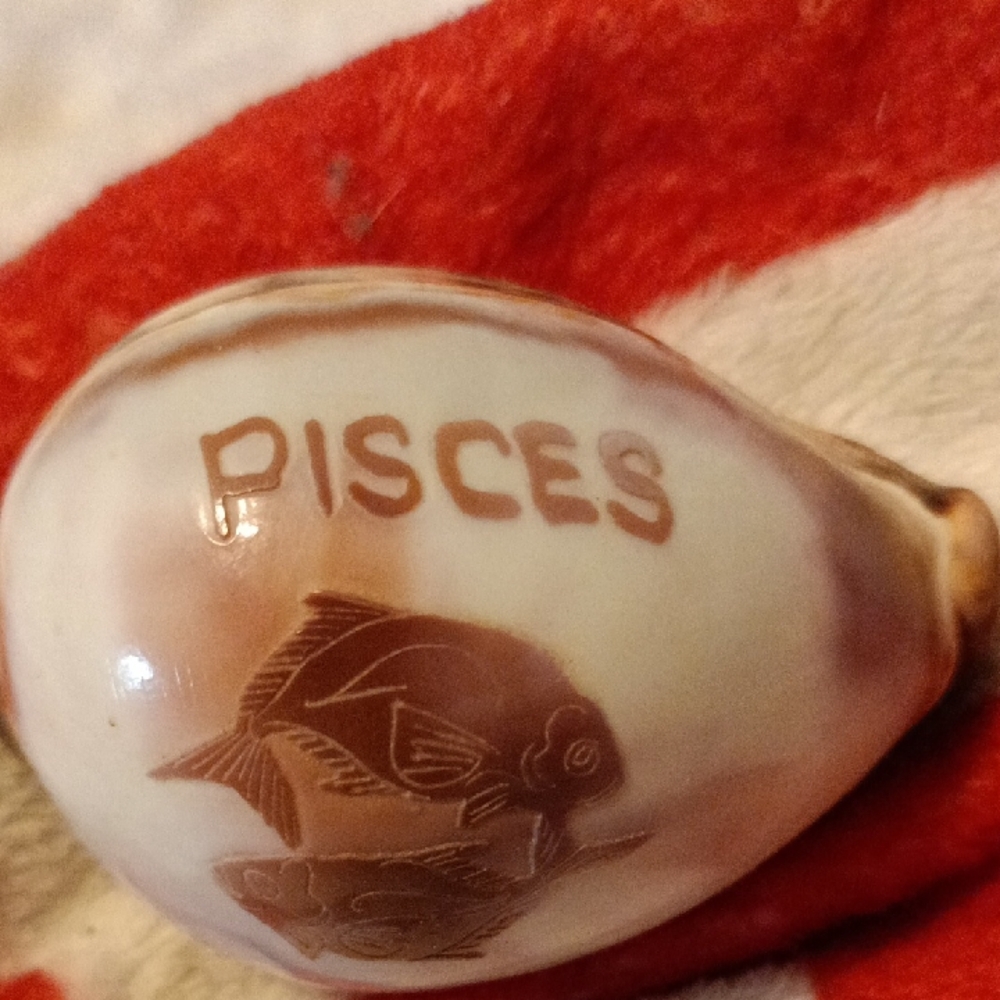 Pieces Sea Shell